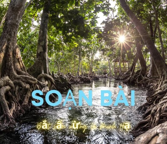 Soạn bài đọc thêm Bắt sấu rừng U Minh Hạ | Ngữ văn 12