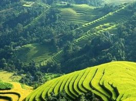 Bài phân tích 12 câu tiếp bài Việt Bắc hay nhất