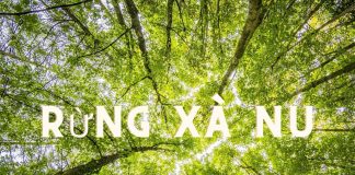 Kết bài hay cho Rừng xà nu | Ngữ văn 12