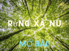 Mở bài Rừng xà nu hay nhất | Ngữ văn 12