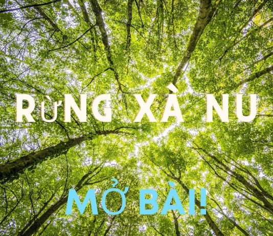 Mở bài Rừng xà nu hay nhất | Ngữ văn 12