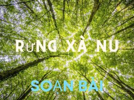 Soạn bài Rừng Xà Nu | Ngữ văn 12
